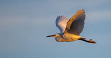 Early Morning Fly-By - Little Egret
