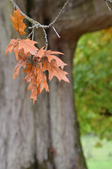 Autumn Leaves