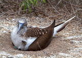 Blue-Footed Booby with Chick