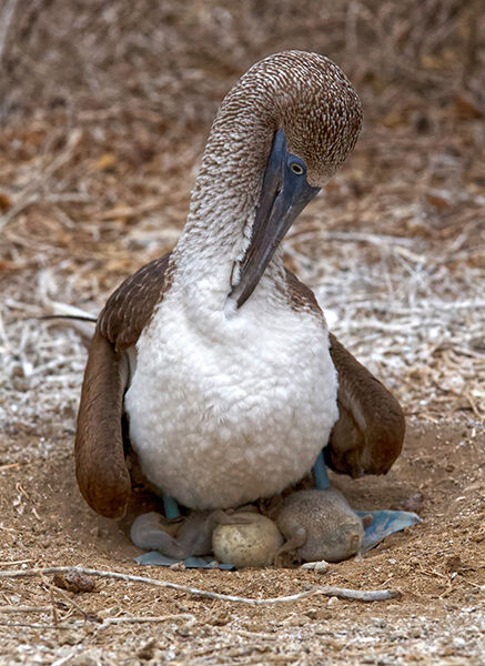 Blue Footed Booby with Chicks