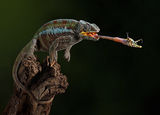 Chameleon with Cricket