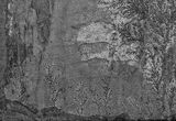 Dendrites on Slate