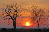 Getting Ready to Roost