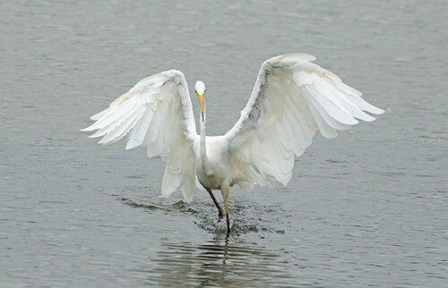 Great Egret