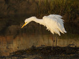 Great Egret at Sunrise