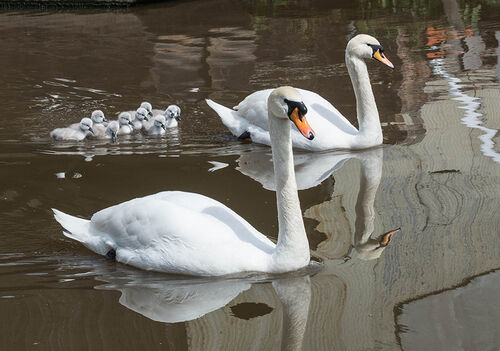 Happy Family