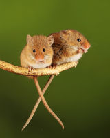 Harvest Mice pair