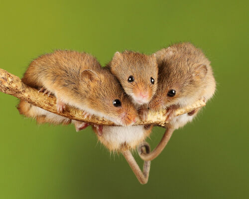 Harvest Mice in heart of togetherness