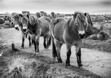Mendip Ponies sticking together
