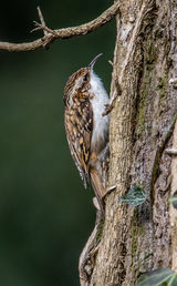Tree Creeper