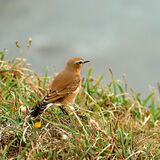 Warbler on Coast Path