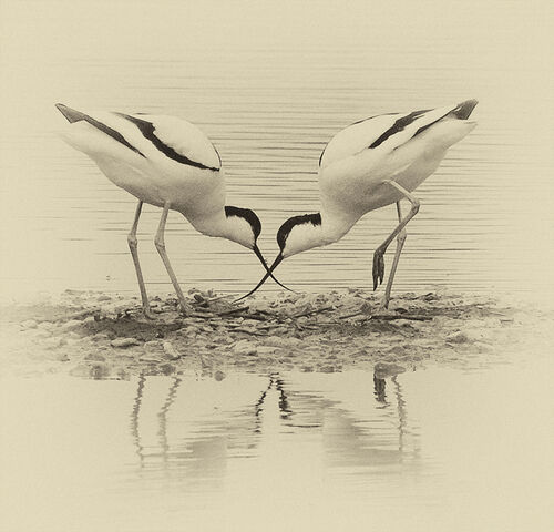 Antique Birds