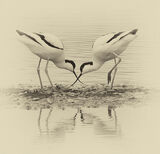 Antique Birds
