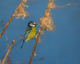 Blue Tit