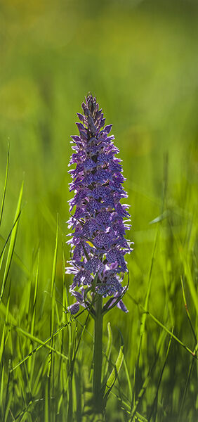 Common Spotted Orchid