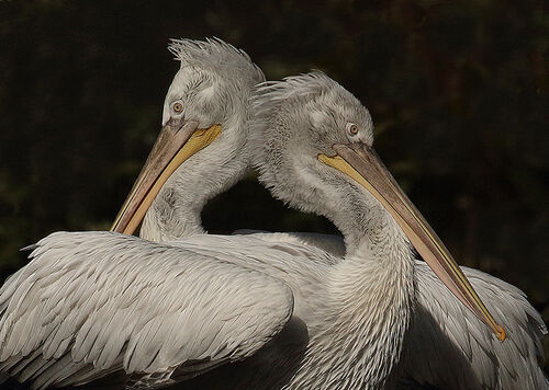 Dalmation Pelicans