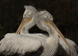 Dalmation Pelicans