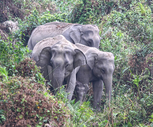 Elephant Family in Assam