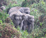 Elephant Family in Assam