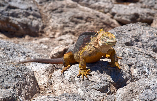 Galapagos Iguana