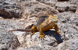 Galapagos Iguana