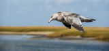 Gull Against The Wind