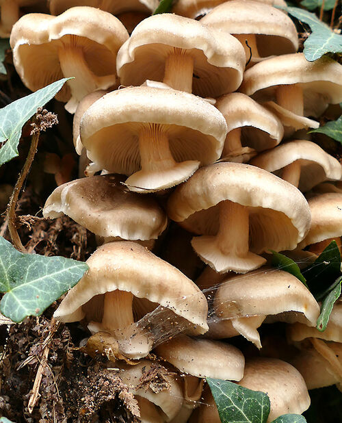 Hedgerow Fungi