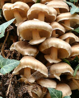 Hedgerow Fungi
