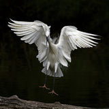 Little Egret