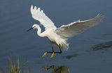 Little Egret