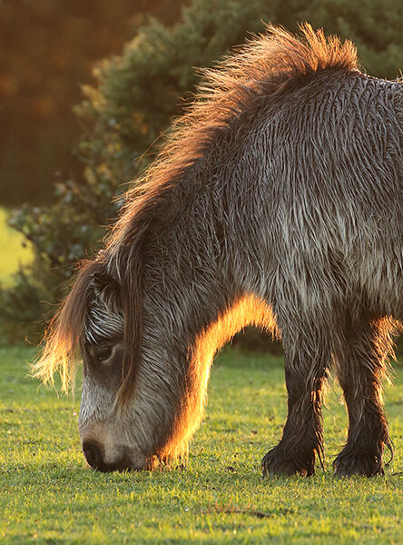 New Forest Pony