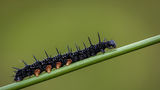 Peacock Caterpillar