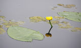 Yellow Water Lily