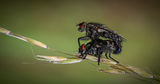 Flesh Flies Mating