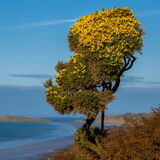 The Gower Gorse Bush