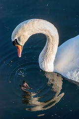 Swan Reflection