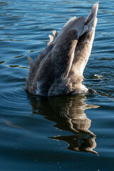 Feathers, Ripples and Reflection