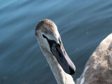 Sideways Glance