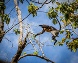 Dusky Leaf Monkey