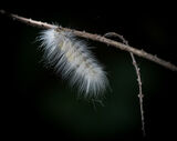Moth Caterpillar (Thailand)