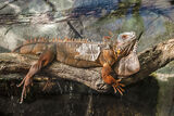 Green Iguana (Red Variant)