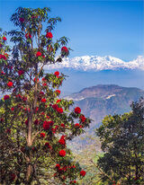 Himalayan View