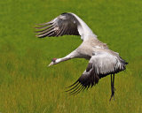 Common Crane