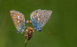 Common Blues Mating