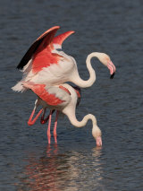 European Flamingo Mating
