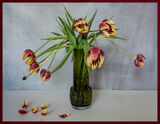 Wilting Tulips