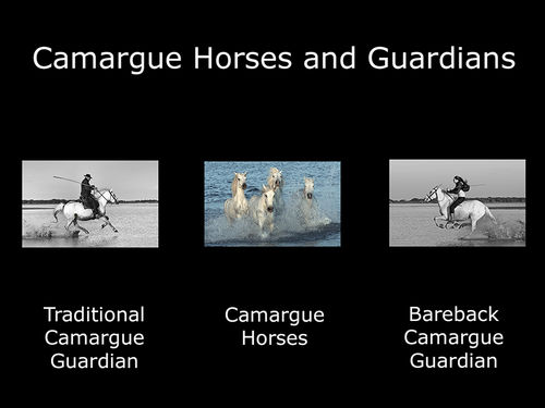 Camargue Horses and Guardians - Folio
