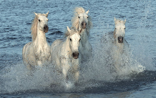 Camargue Horses