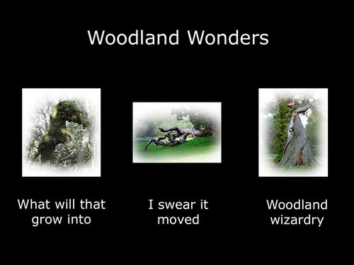 Woodland Wonders - Folio