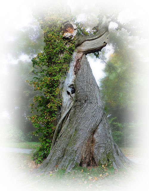 Woodland Wizardry